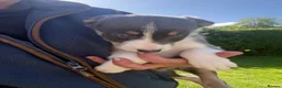 Border Collie dogs for sale: Border collie puppies.  - Advert 2