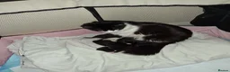 Mixed Breed cats for sale: 4 beautiful kittens  - Advert 10