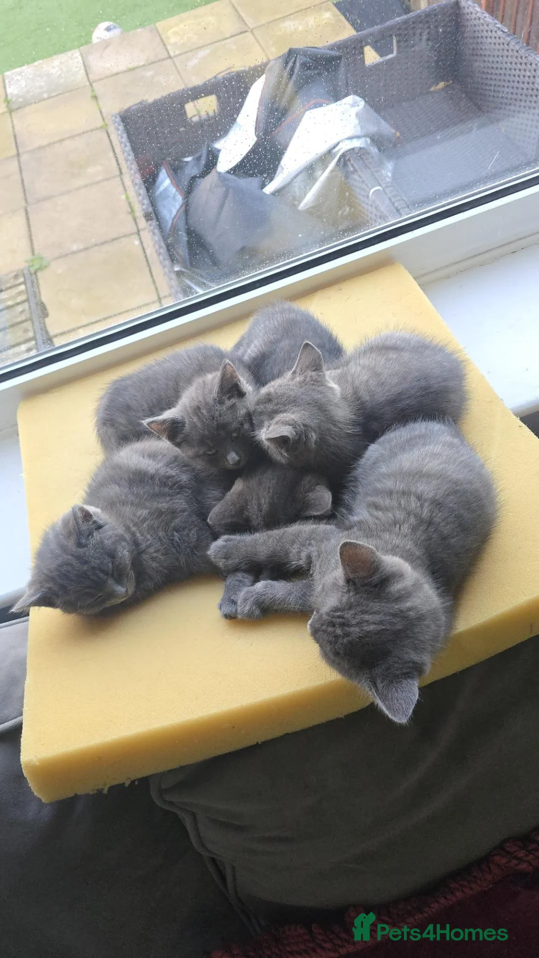 British Shorthair cats for sale: British shorthair - Advert 8