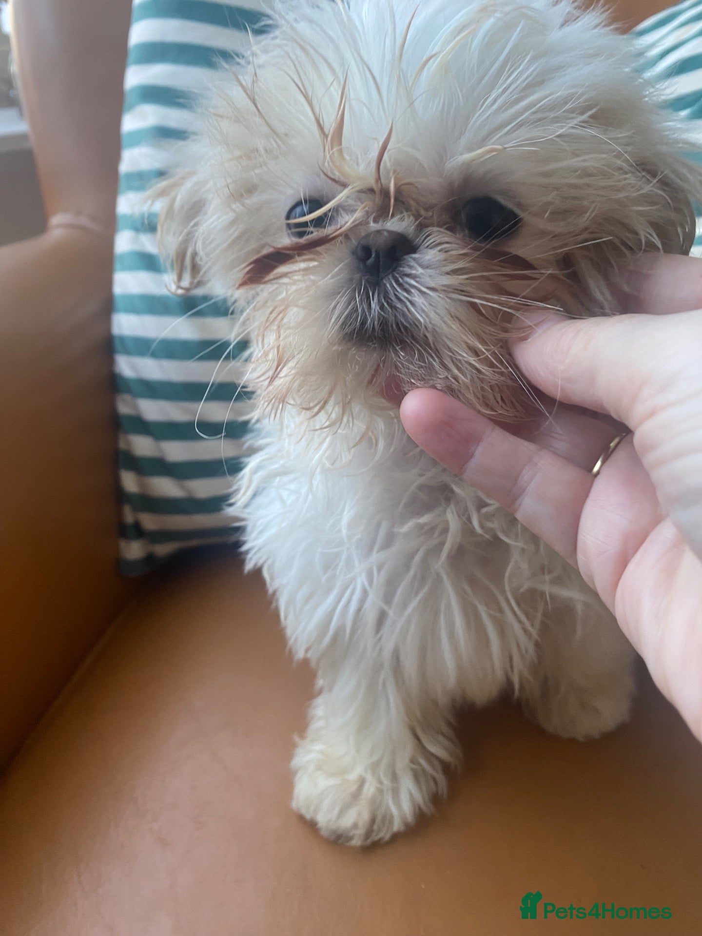 Shih Tzu dogs Beautiful imperial shihtzu pups for sale  - Advert 2