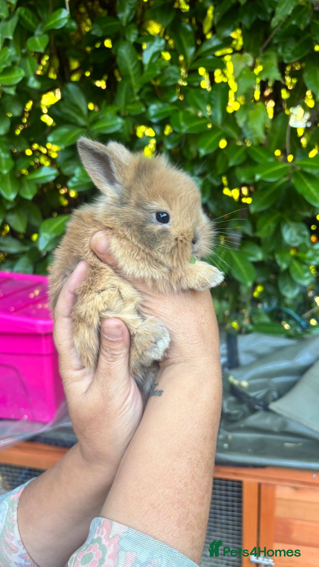 Mixed Breed rabbits for sale: 3 baby buns ready soon  - Image 2