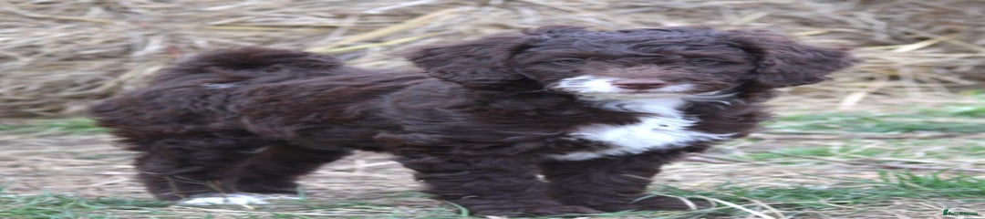 Australian Labradoodle Puppy 12