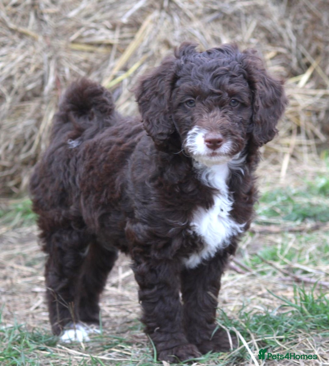 Australian Labradoodle dogs for sale: Health Tested ✔️ BOTH✔️ Parents HIP& ELBOW scored - Image 22