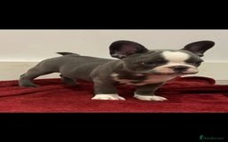 French Bulldog dogs for sale: fully vac Husky Panda Koi Frenchie=last 2ready now - Advert 6