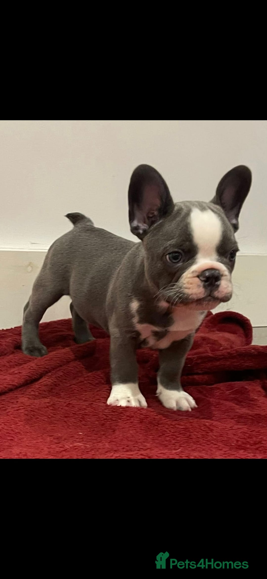 French Bulldog dogs for sale: fully vac Husky Panda Koi Frenchie=last 2ready now - Advert 6