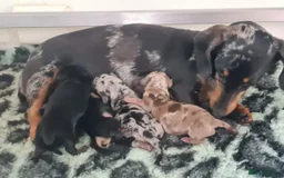 Miniature Dachshund dogs for sale: 5* Licensed, PRA CLEAR KC Mini Daxi's - Image 13