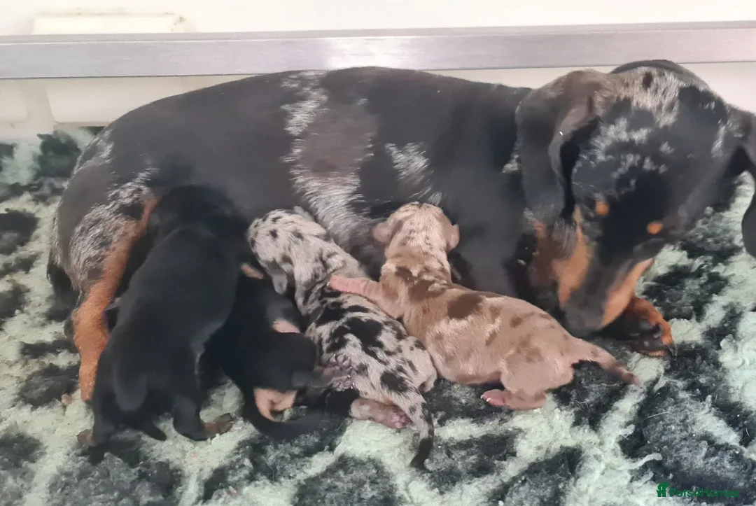 Miniature Dachshund dogs for sale: 5* Licensed, PRA CLEAR KC Mini Daxi's - Image 13