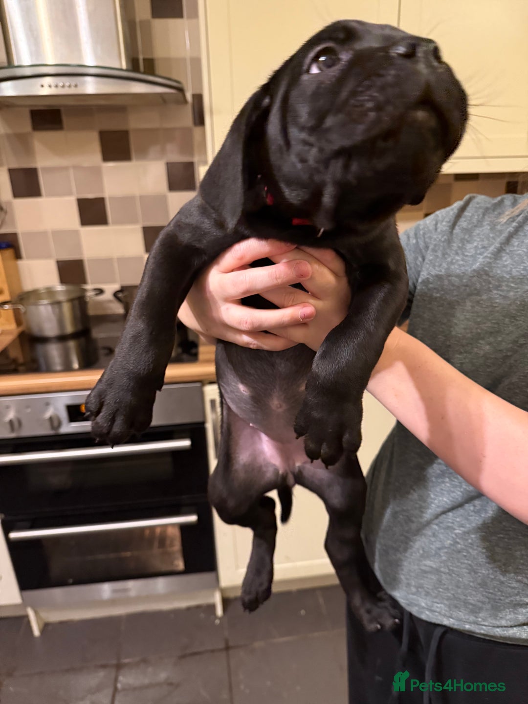 Cane Corso dogs for sale: Cane Corso puppies - Advert 7