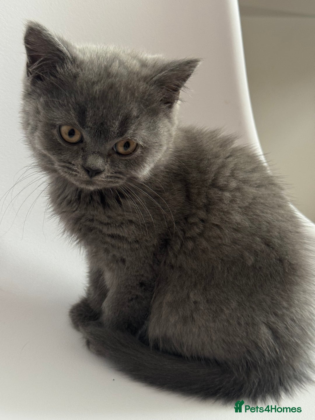 British Longhair cats for sale: Lovely kittens - Advert 3