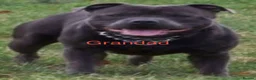 Staffordshire Bull Terrier dogs for sale: Blue Staffy pups valglo blood line  in Liskeard - Advert 25
