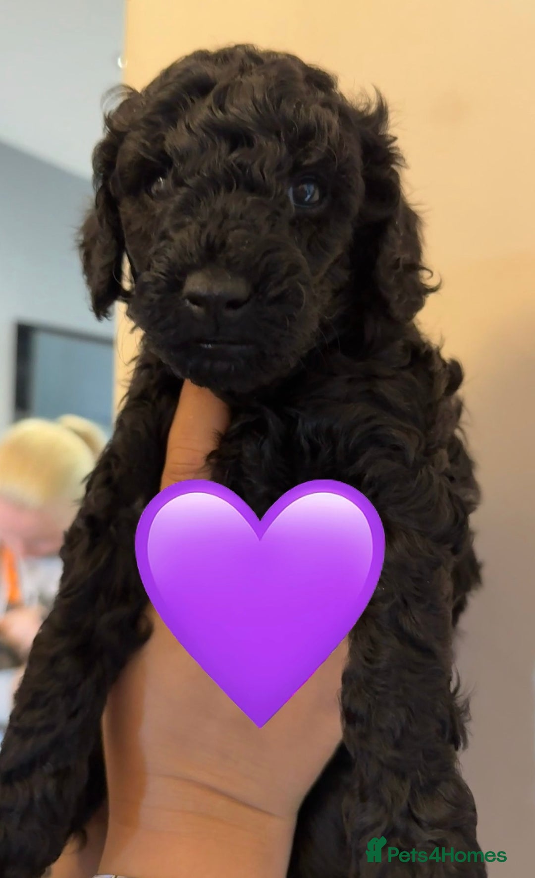 Labradoodle dogs for sale: F1bb labradoodle puppies black curly coat 🧬 clear - Image 27