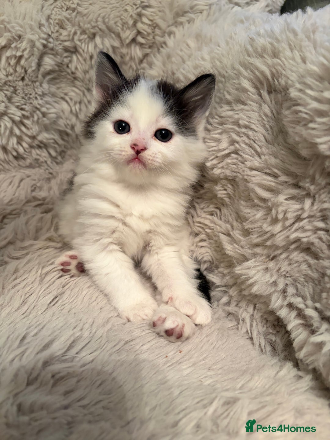 Mixed Breed cats for sale: Fluffy gorgeous mix of kittens - Advert 2