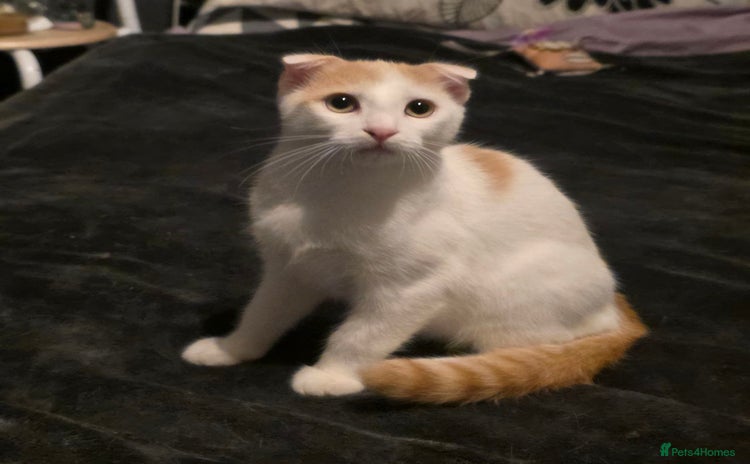 Scottish Fold cats - Advert 1