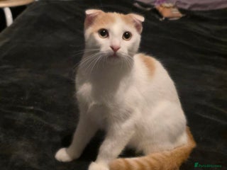 Scottish Fold cats - Advert 9