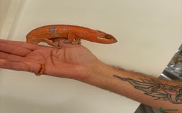 Chameleon reptiles for sale: Female chameleon  - Image 5