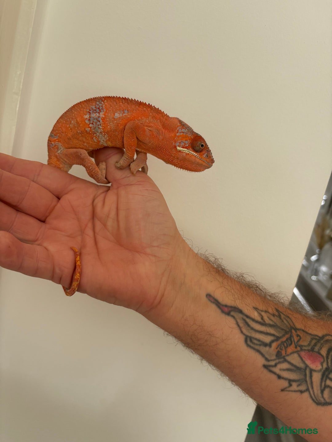 Chameleon reptiles for sale: Female chameleon  - Image 5