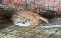 English rabbits for sale: Three male rabbits - free to a loving home - Image 4