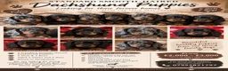 Dachshund dogs for sale: Smoothed hair dashunds  - Advert 5