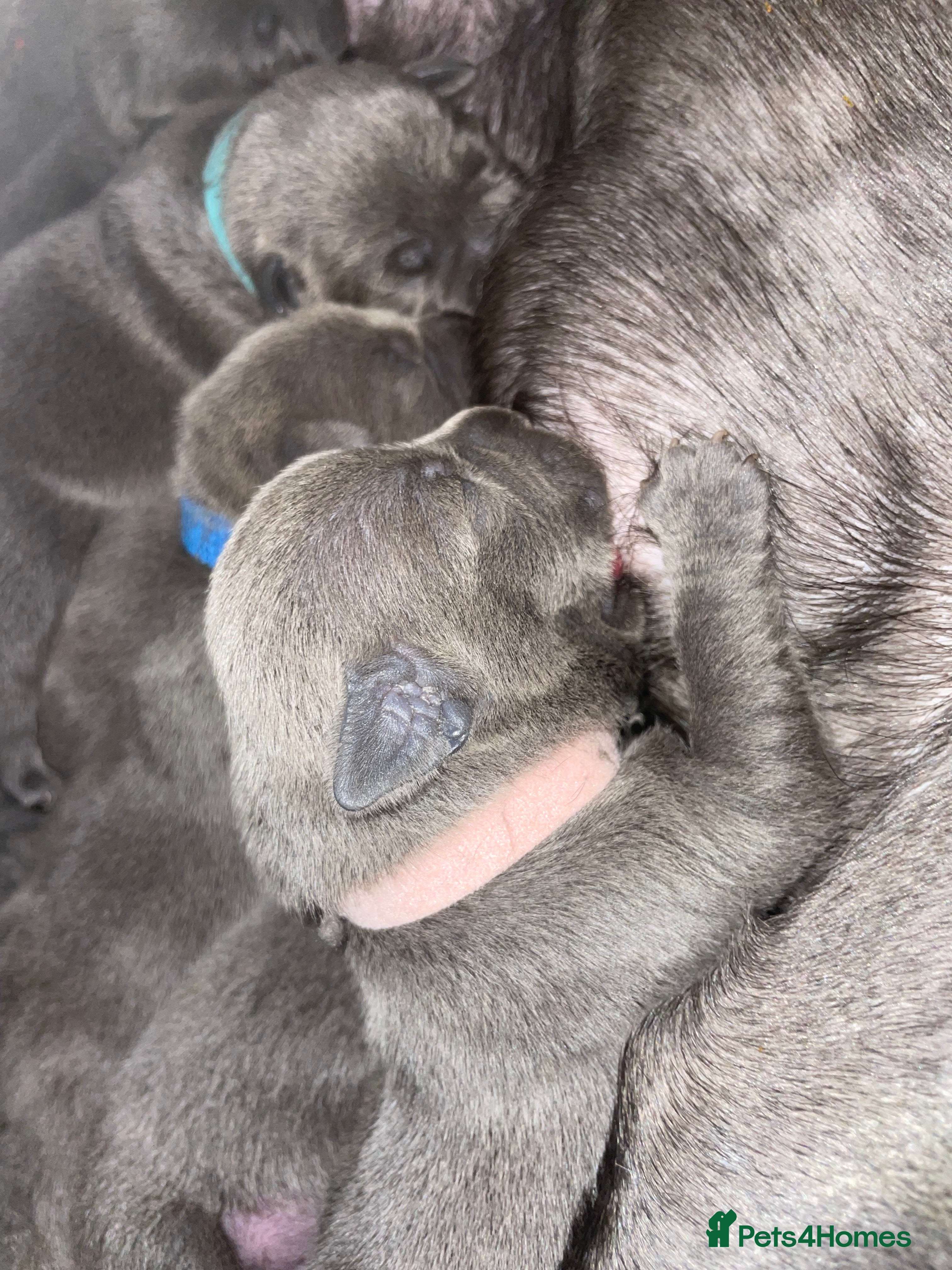 Staffordshire Bull Terrier dogs 7 beautiful KC staffy puppy’s - Advert 3