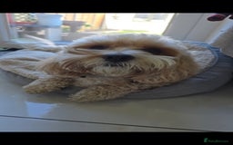 Shihpoo dogs for sale: Shihpoo  - Image 4