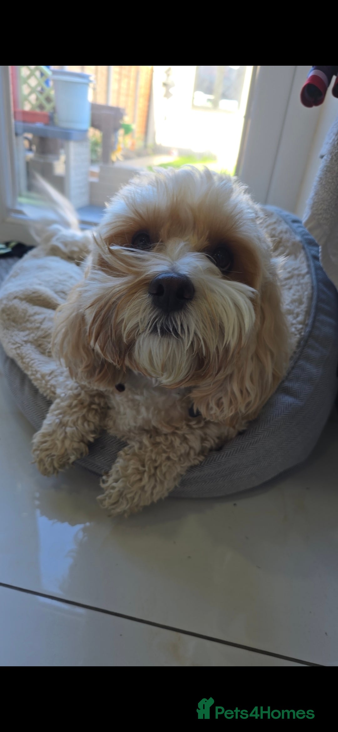 Shihpoo dogs for sale: Shihpoo  - Image 4