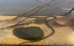 Corn Snake reptiles for sale: Corn Snake&Set Up - Advert 5