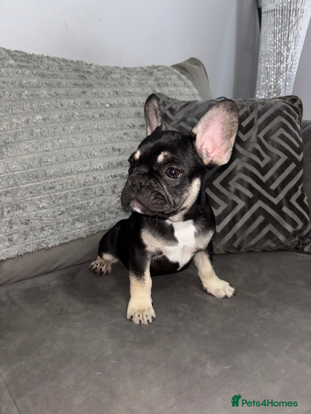 French Bulldog dogs for sale: 5 beautiful Frenchie’s 🐾  - Image 22