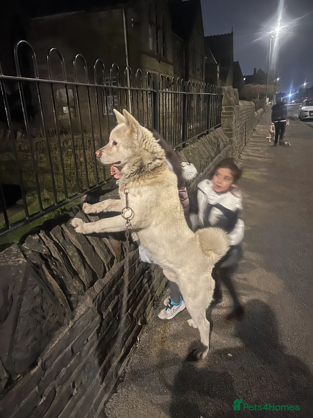Akita dogs for sale: Pure White Akita -Loyal, Loving Family Dog & Stud in Bradford - Advert 2