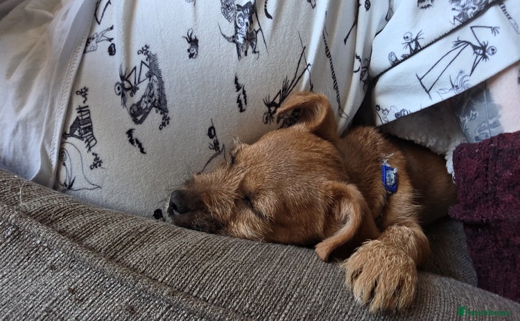 Mixed Breed dogs - Advert 1