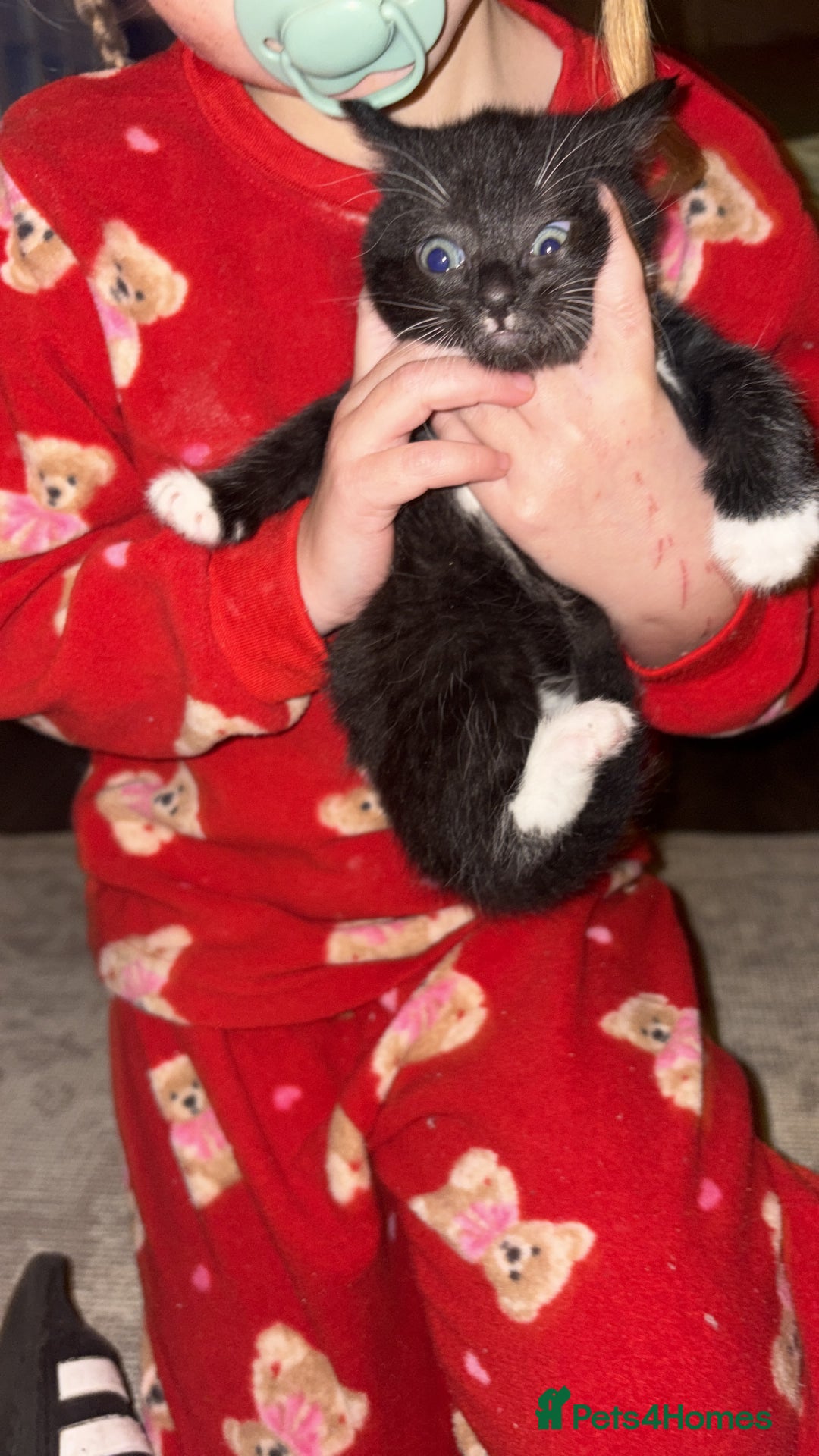 British Shorthair cats for sale: Beautiful kittens 3 girls 1 boy  - Advert 9