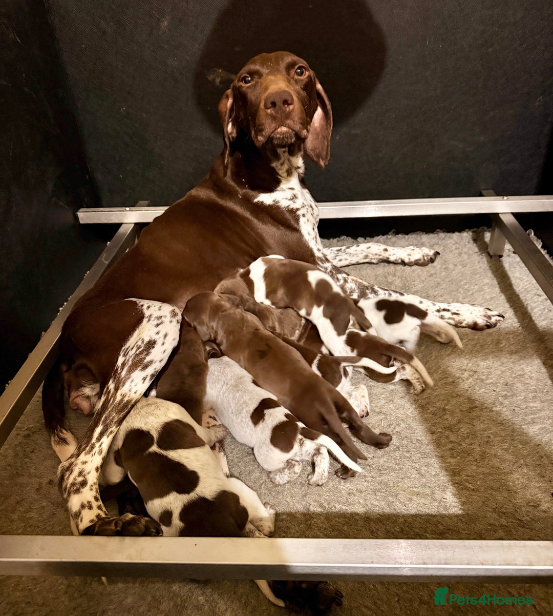 German Shorthaired Pointer dogs for sale: KC Reg GSP Pups Health Tested Parents - Advert 2