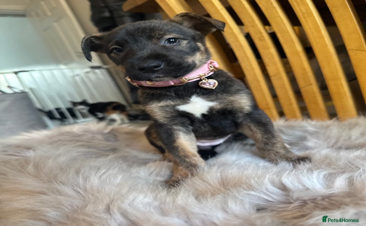 Mixed Breed dogs - Advert 15