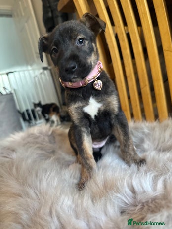 Mixed Breed dogs - Advert 15