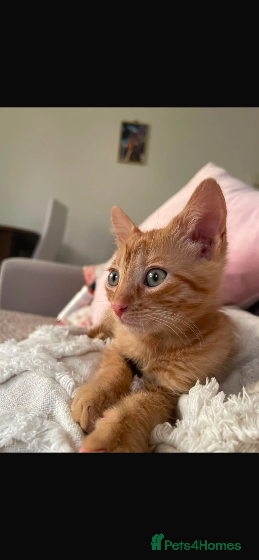 Mixed Breed cats for sale: Orange kitten for sale in Redhill - Advert 2