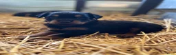 Rottweiler dogs for sale: Phenomenal Rottweiler pups  in Ripon - Advert 1