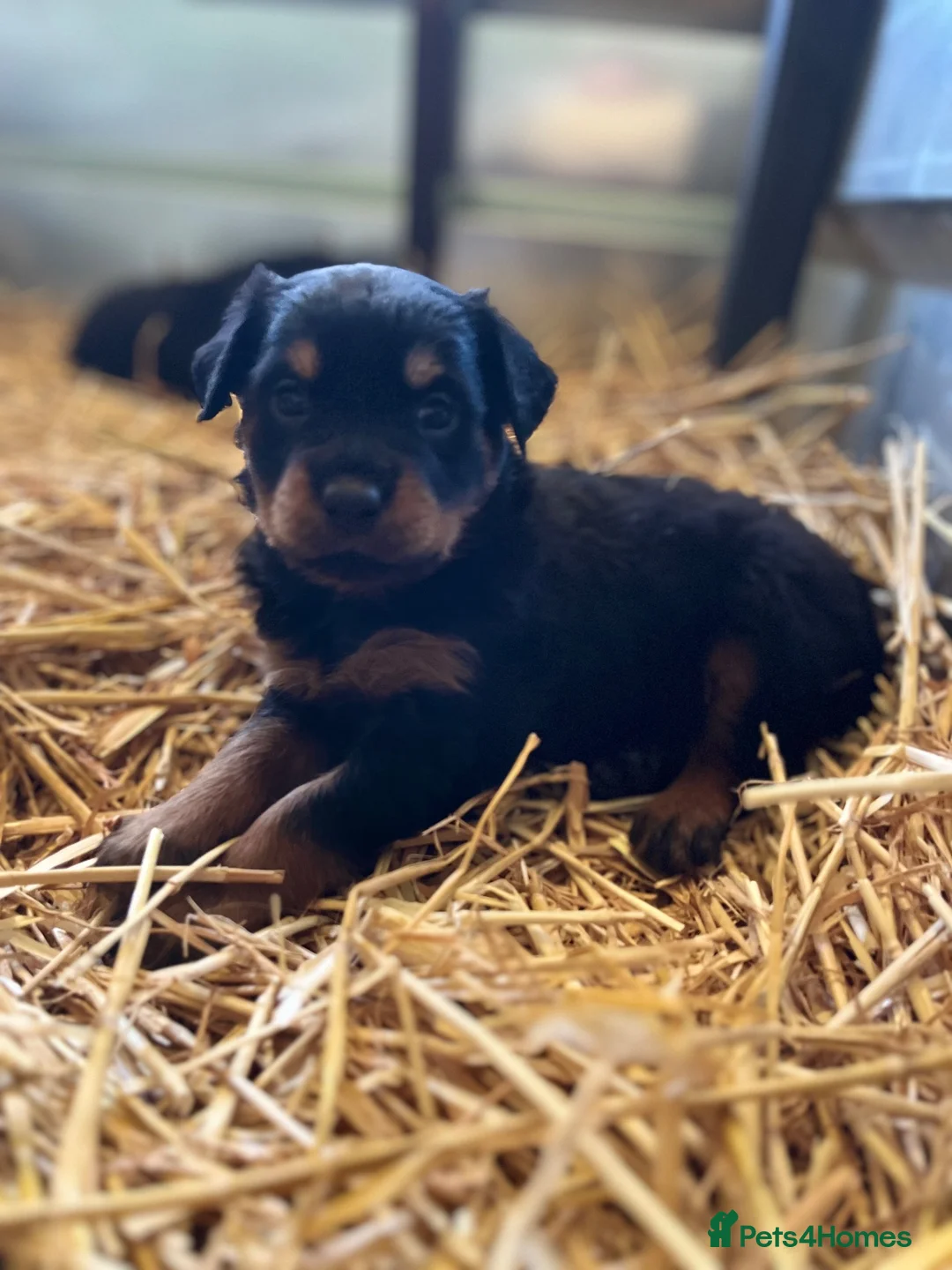Rottweiler dogs for sale: Phenomenal Rottweiler pups  in Ripon - Advert 1