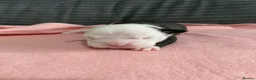 Olde English Bulldogge dogs for sale: Olde English bulldog puppies  in Darlington - Advert 12