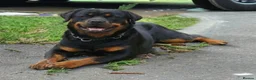 Rottweiler dogs for sale: Long haired Rottweilers  - Advert 32