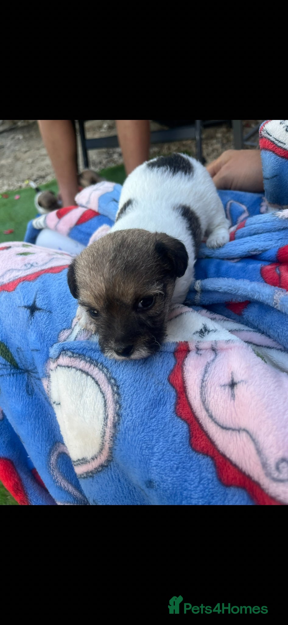 Jack Russell dogs for sale: Gorgeous tiny Jack Russell‘s in High Wycombe - Advert 1