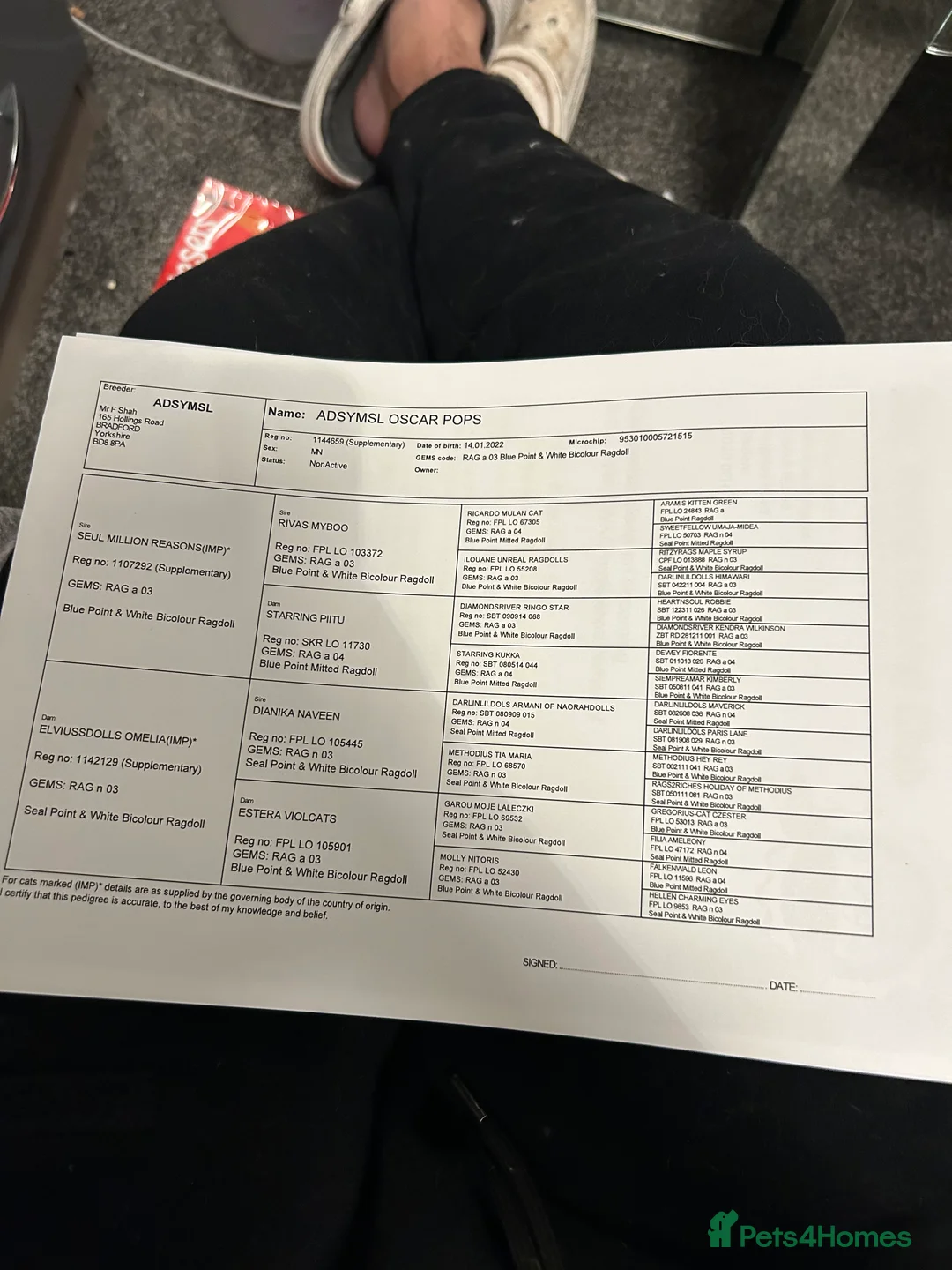 Ragdoll cats for sale: Male Ragdoll  - Advert 2