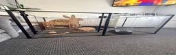 Mini Lop rabbits for sale: Beautiful Harlequin Minilop in Brighton - Advert 4