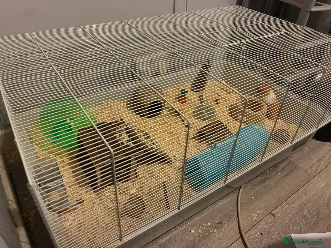 Hamster rodents for sale: Syrian hamster + Cage + Accessories  - Advert 4