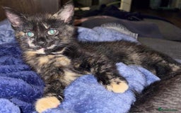 British Shorthair cats for sale: Mixed Russian Blue - British shorthair kittens  - Image 13