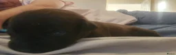 Mixed Breed dogs for sale: Pointer cross with Patterdale  - Advert 8