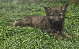 German Shepherd dogs for sale: German Shepherd Puppies – Working Line - Image 11