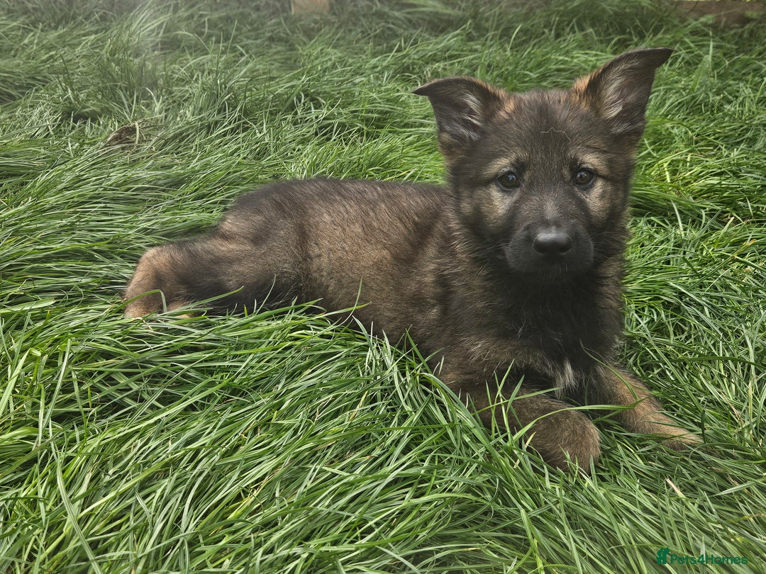 German Shepherd dogs for sale: German Shepherd Puppies – Working Line - Image 11