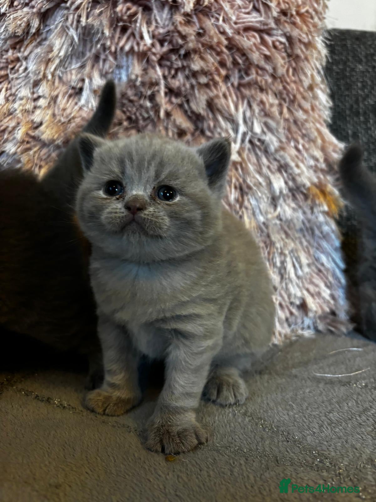 British Shorthair cats for sale: Gorgeous BSH female kittens for sale - Advert 8