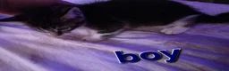 Mixed Breed cats for sale: Adorable Kittens Looking for Their Forever Homes  - Advert 27