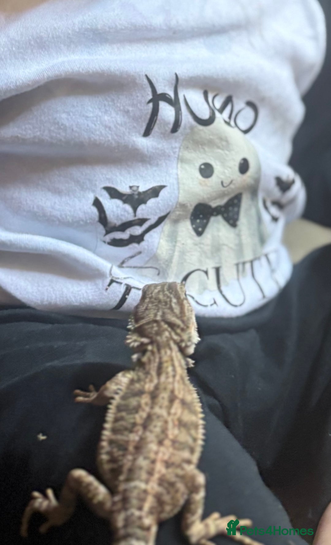 Bearded Dragon reptiles for sale: Beardy Dragon  - Advert 4