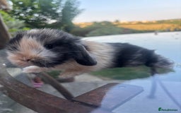 Mini Lop rabbits for sale: Stunning Mini Lop Bunnies🤍🌾 - Image 8